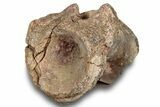 Fossil Synapsid (Edaphosaurus) Vertebra - Texas #251379-1